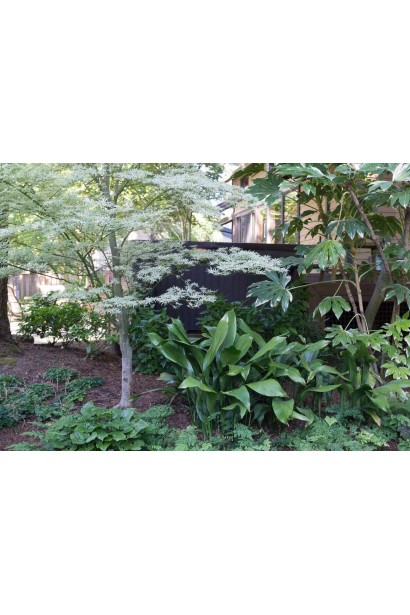 Клен укигумо на фоне зеленых насаждений.